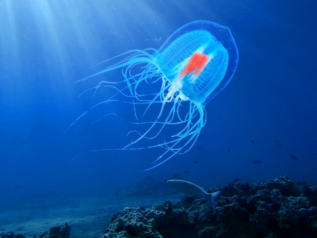 The immortal jellyfish (turritopsis dohrnii)