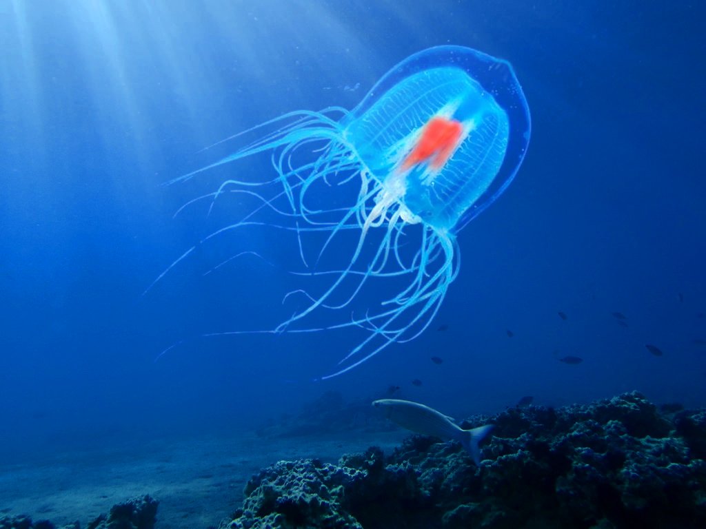 The immortal jellyfish (turritopsis dohrnii)