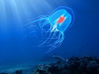 The immortal jellyfish (turritopsis dohrnii)