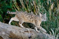 Asiatic Wildcat, Felis silvestris
