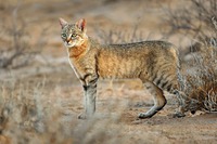 African Wildcat, Felis silvestris lybica