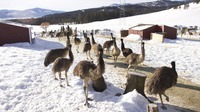 Emus in Montana