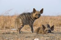 Striped hyena cubs