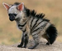 Aardwolf cub