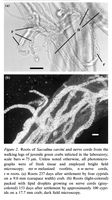Goddard, J.H.R., Torchin, M.E., Kuris, A.M. et al. Biol Invasions (2005) 7: 895. doi:10.1007/s10530-003-2981-0