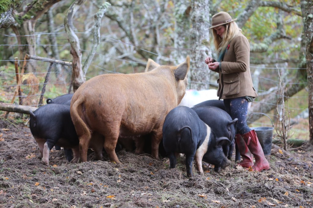 Katie and the pigs