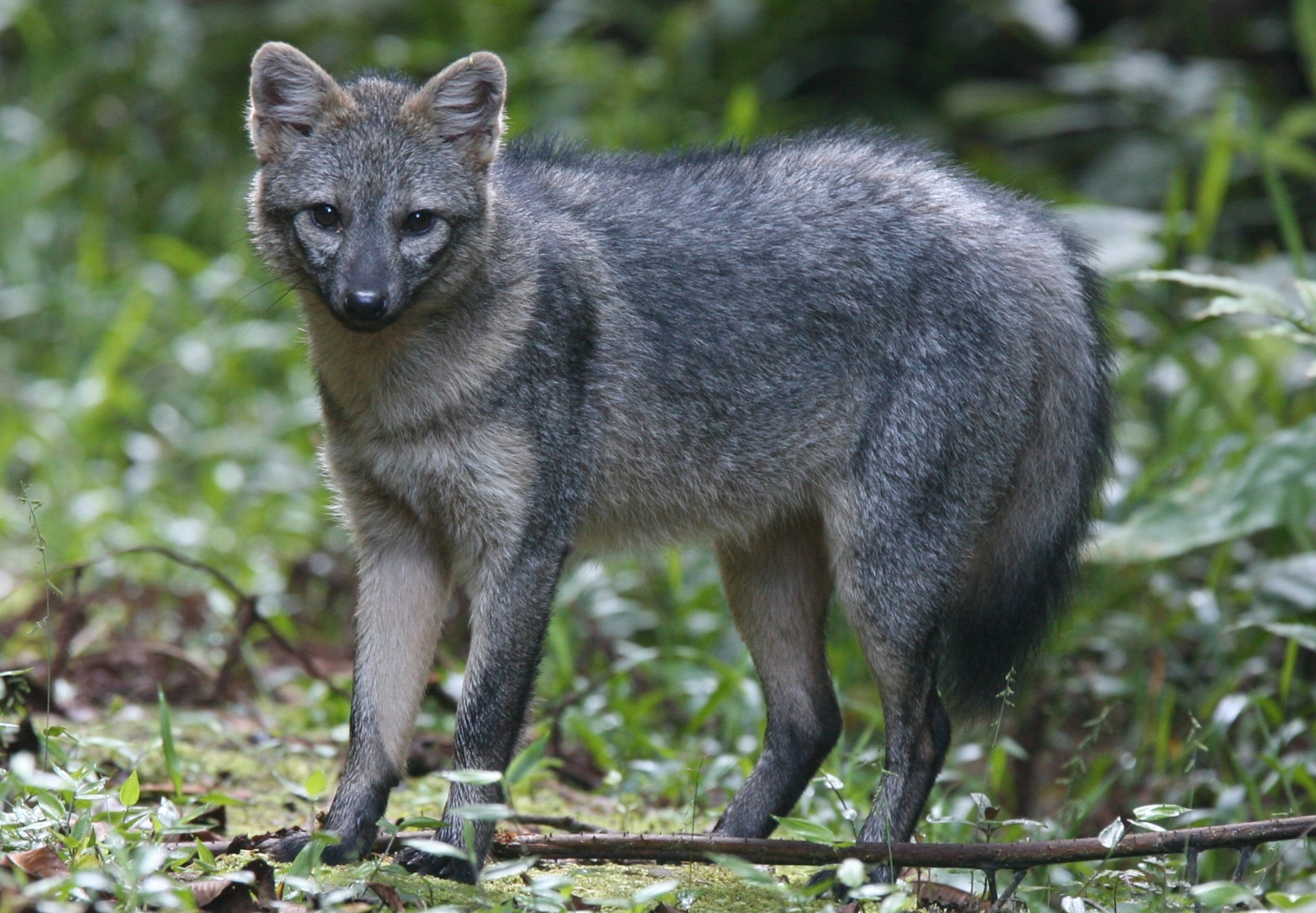 The crab-eating fox, also known as the forest dog, wood fox, bushfox or maikong,