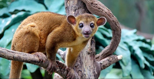 Kinkajou 