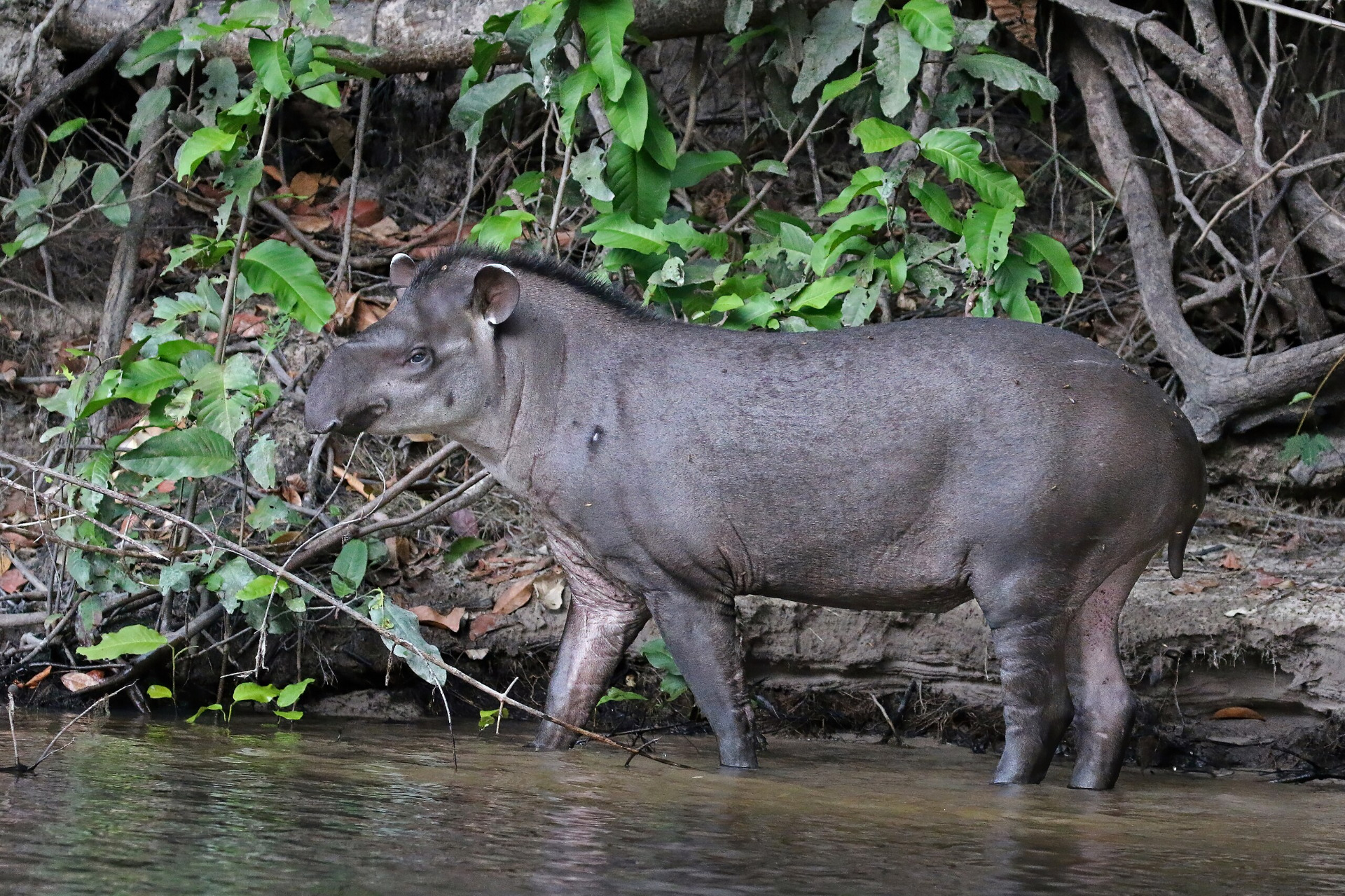 South American Tapir 