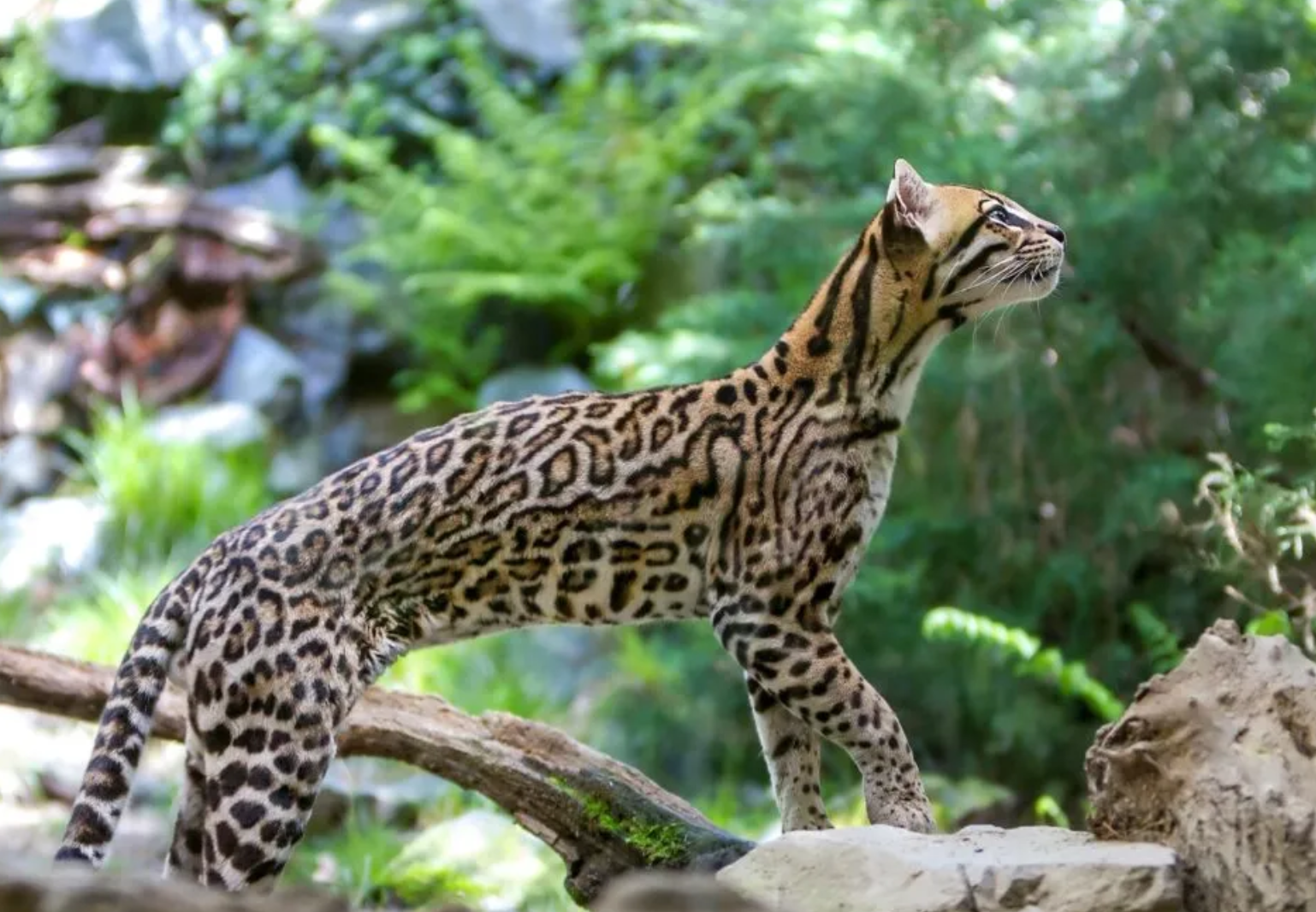 ocelot