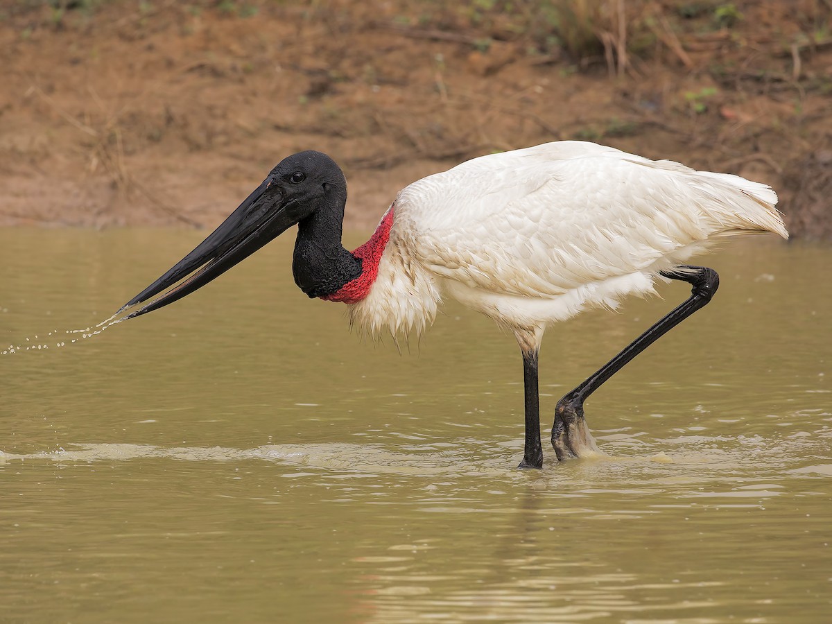 jabiru