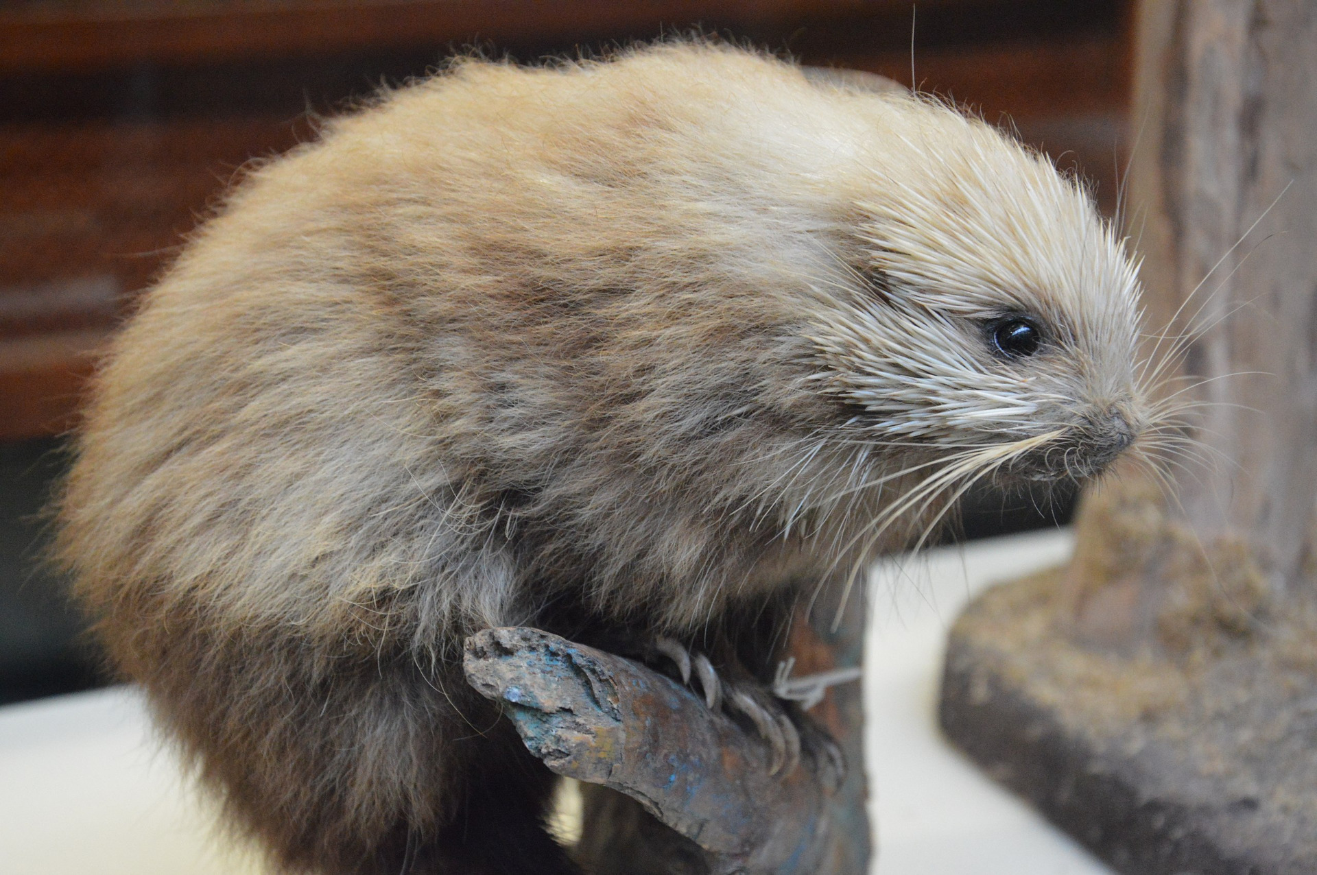 brown hairy dwarf porcupine 