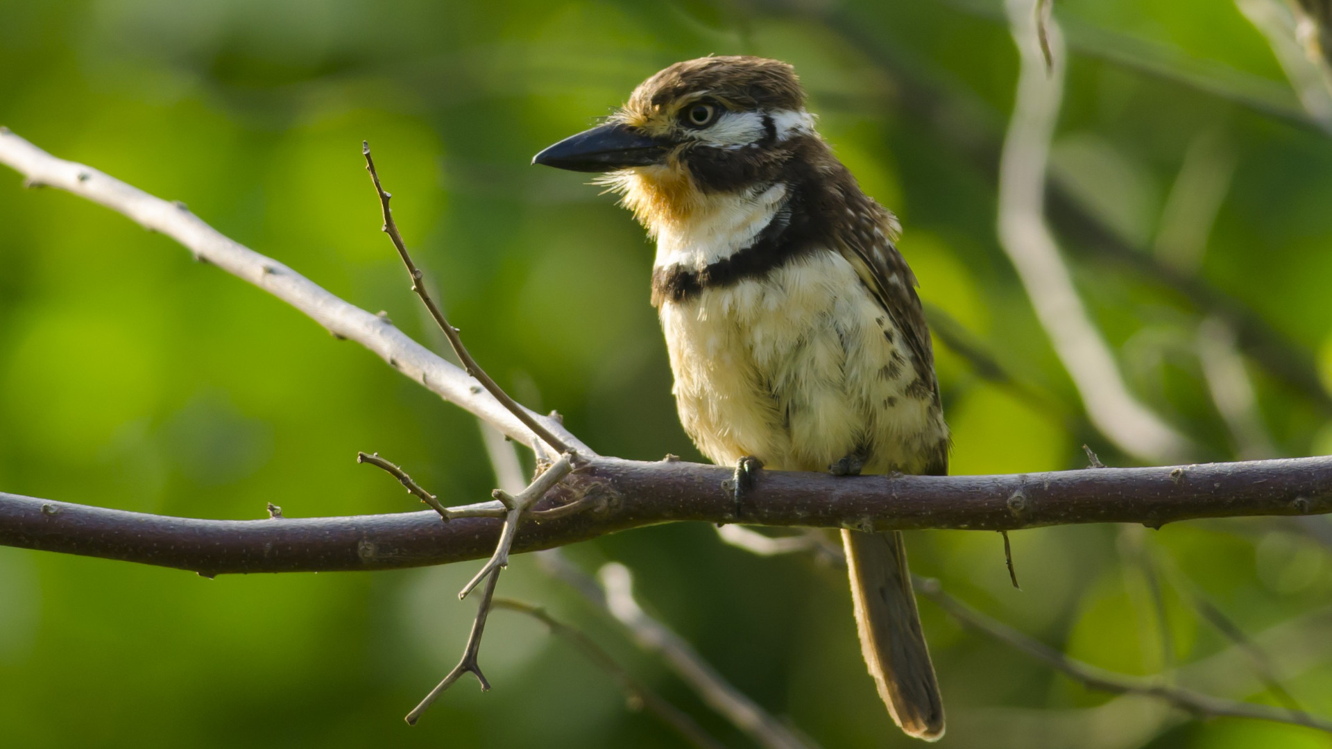 Russet-throated puffbird
