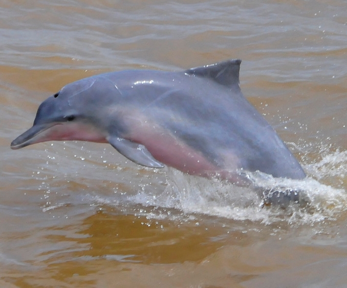 Guiana Dolphin
