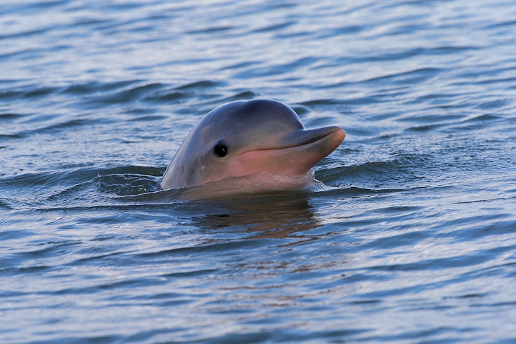 Estuarian dolphin