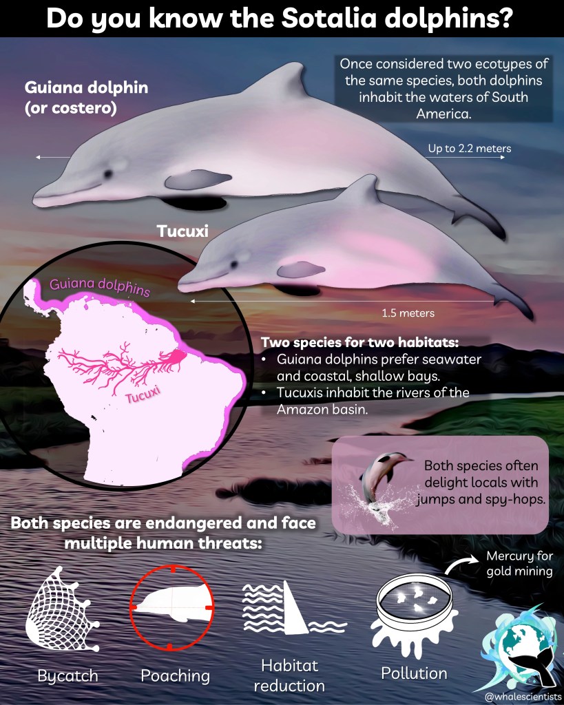 Tucuxi or river dolphin 