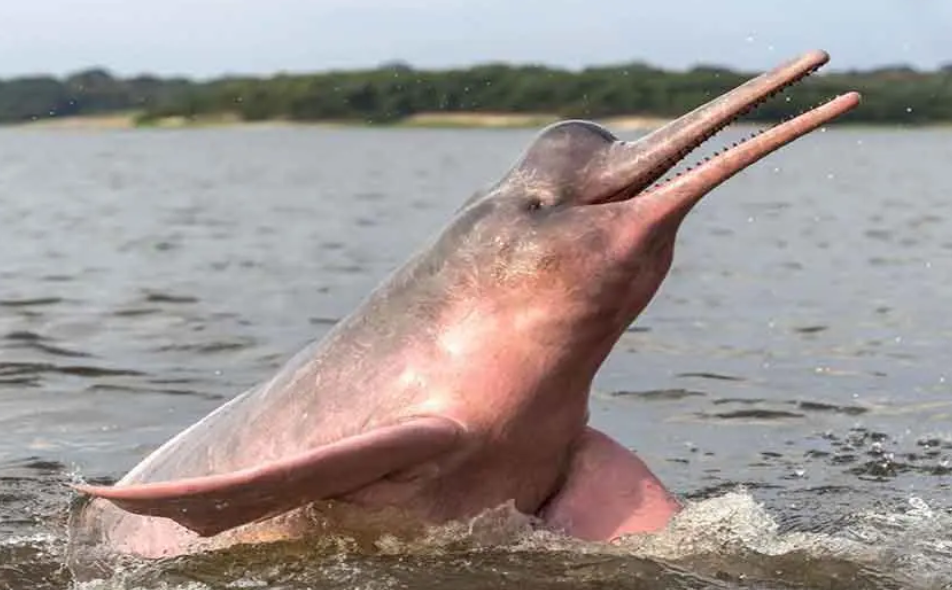 Amazon River dolphin 