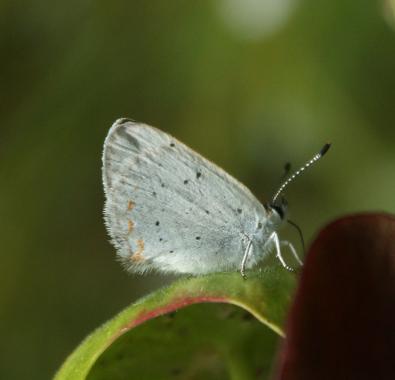 Bog Copper Butterfly