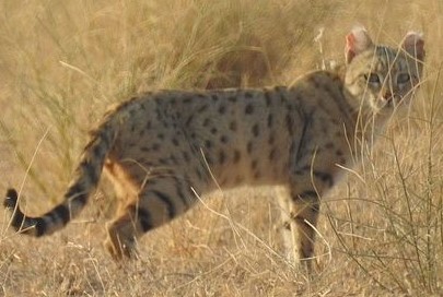 Asiatic Wildcat, Felis silvestris