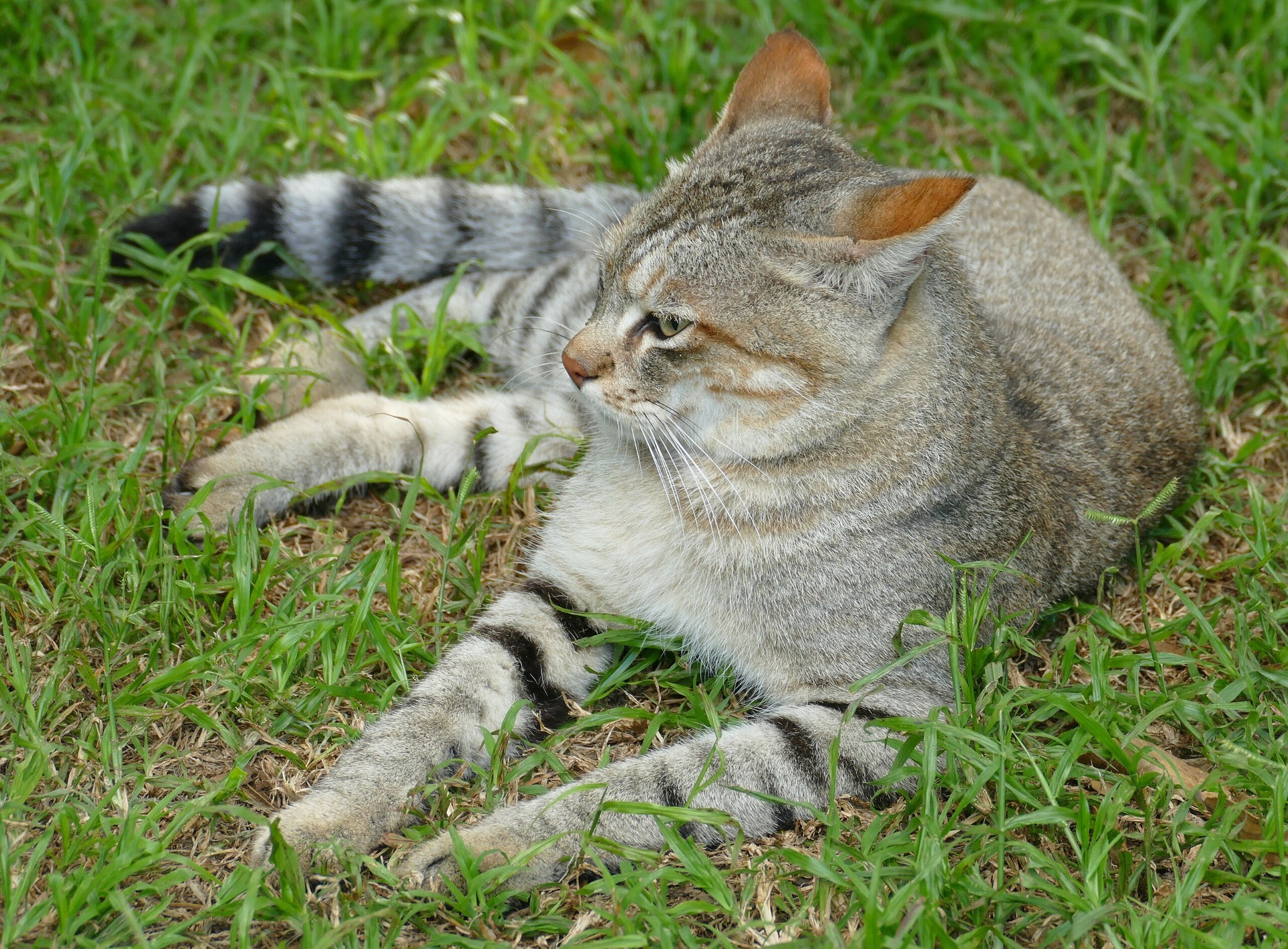 African Wildcat, Felis silvestris lybica