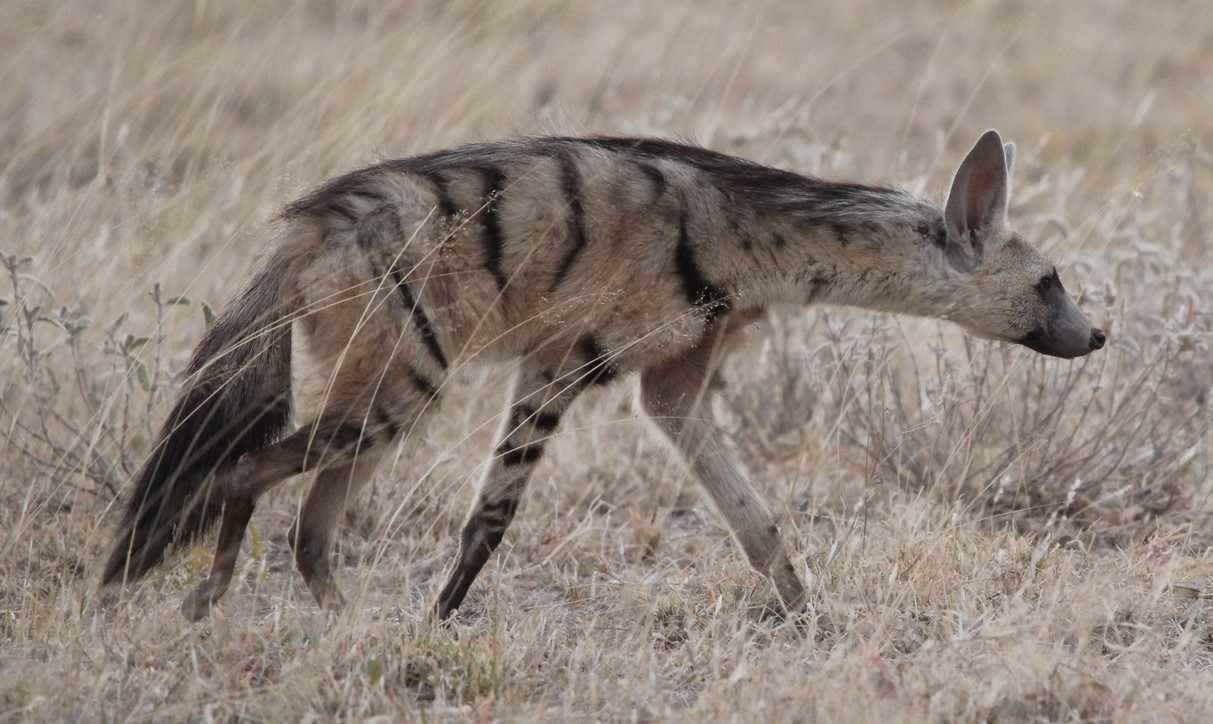 Aardwolf Buffalo Springs National Park, Isiolo, Kenya.