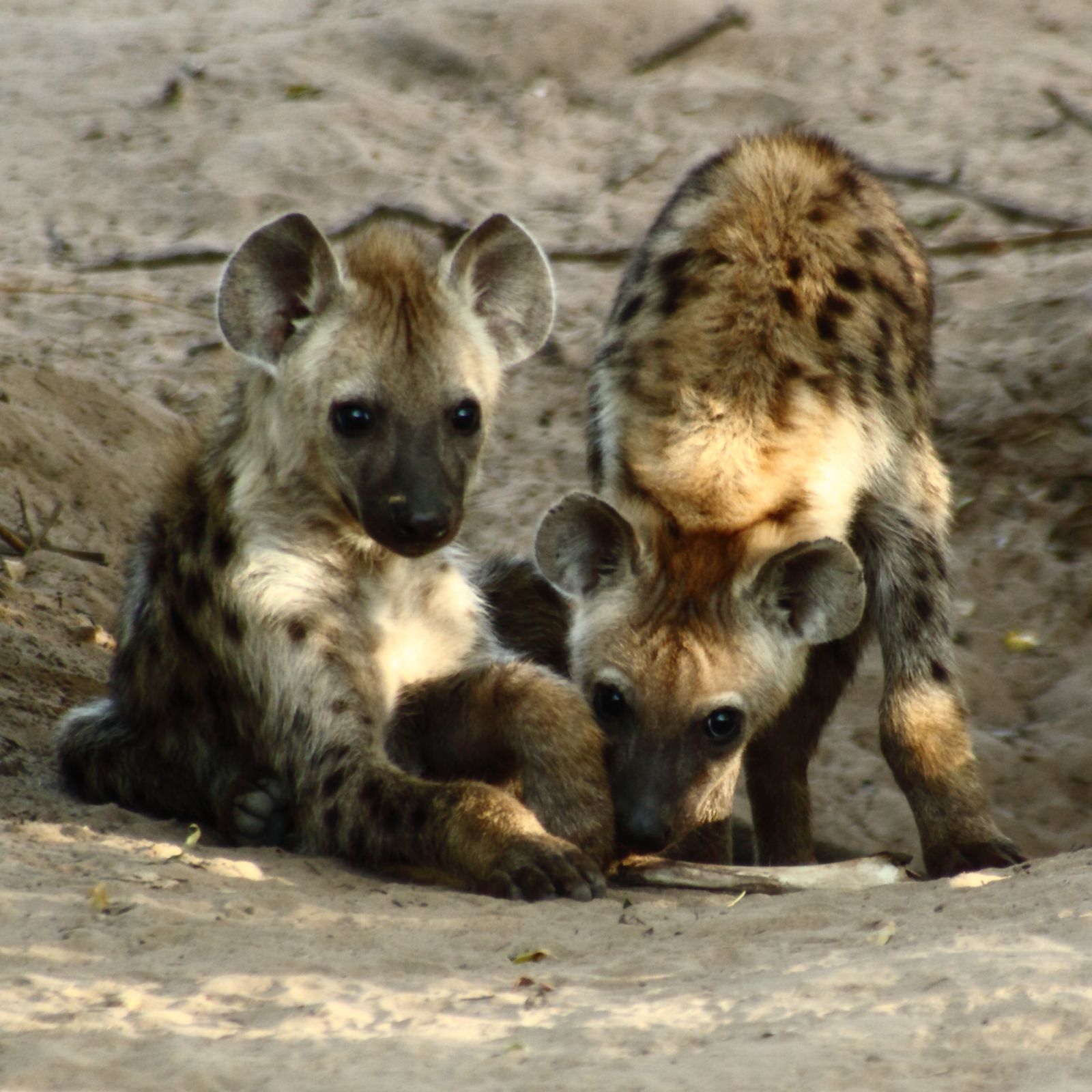Spotted hyena cubs