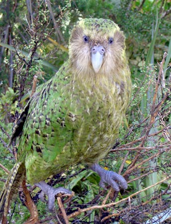 Celebrity kākāpō Sirocco on Maud Island