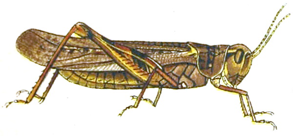 Illustration of a North American locust (Julius Bien)