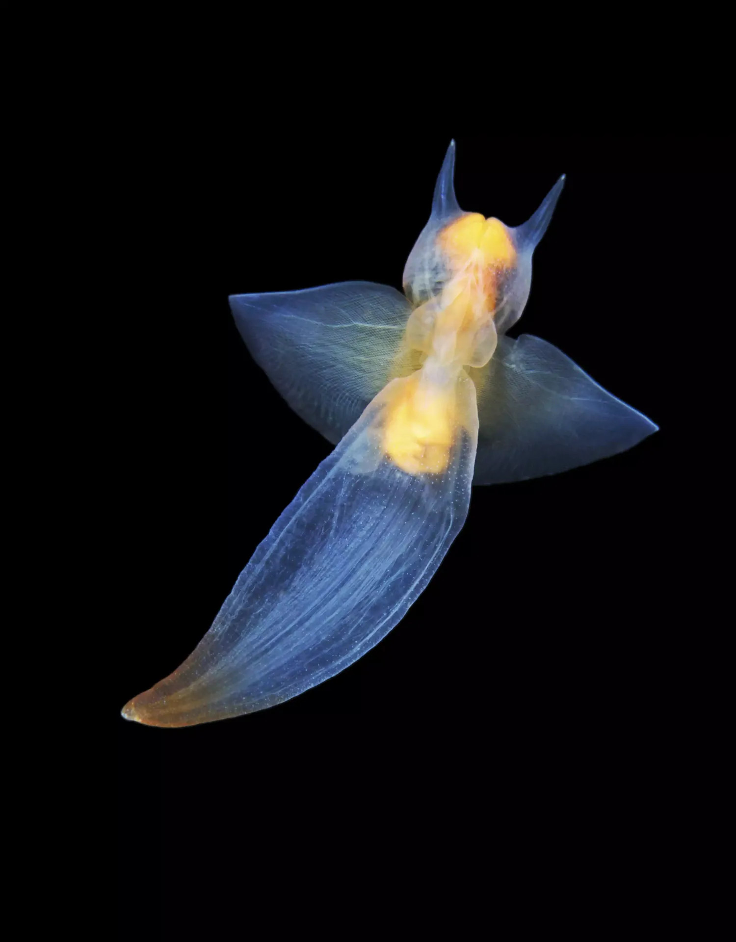 (montereybayaquarium)