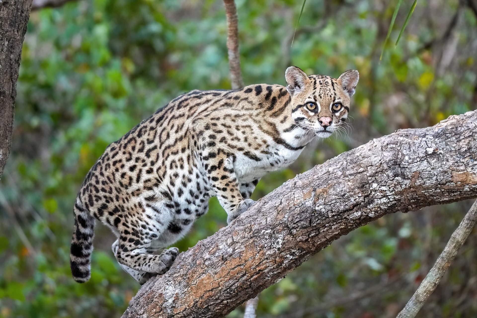 ocelot