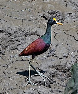 Jacana spinosa – Palo Verde National Park, Costa Rica a species known to practice polyandrous breeding